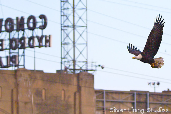 Bald Eagle at Conowingo Dam