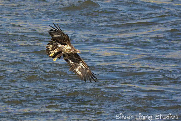 Juvenile Eagle Skimming the Water
