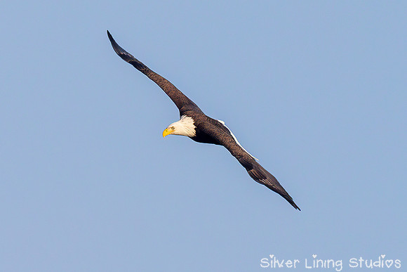 Bald Eagle Soaring