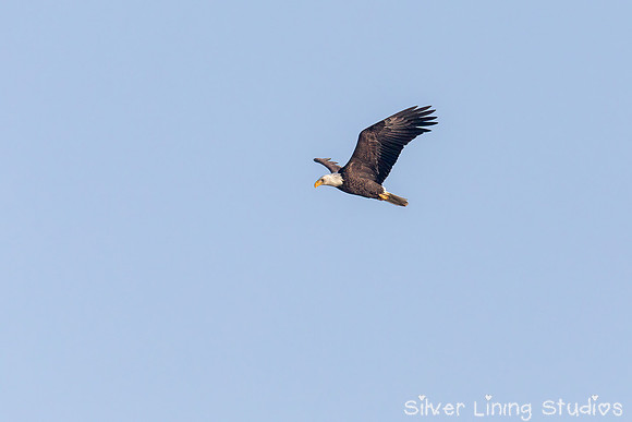 Bald Eagle Flaps Its Wings