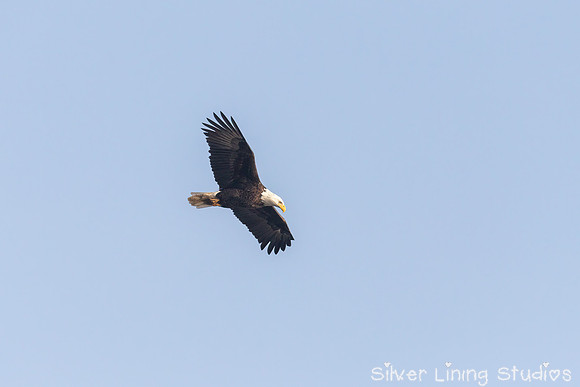 Bald Eagle in Flight