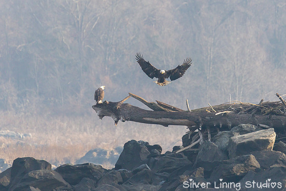 Bald Eagle Hovers Beside Another Eagle