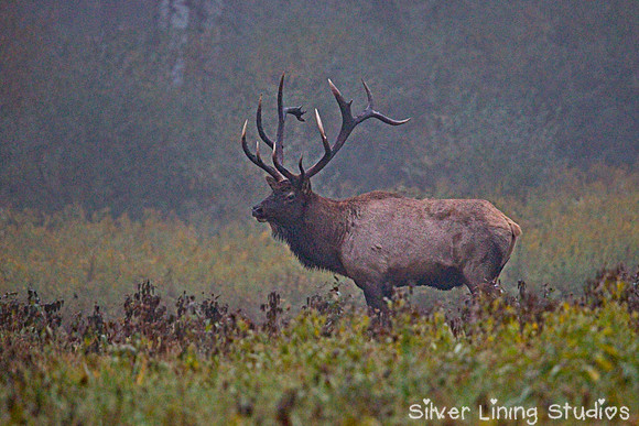 Bull Elk in Meadow